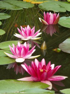 water-lily-182636_1280