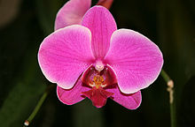 Orkidéer – växter som inte luktar
