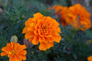 Tagetes 1
