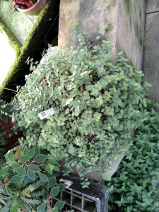 Callisia_repens_-_Lyman_Plant_House,_Smith_College_-_DSC04214