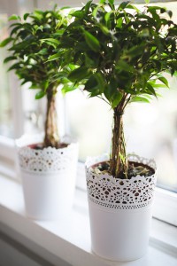 plants-768717_640