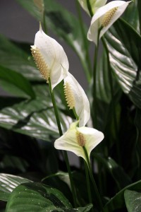 800px-Spathiphyllum_wallisii2749939692