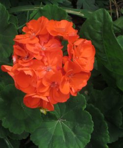 Pelargonium_'Rocky_Mountain_Orange'2